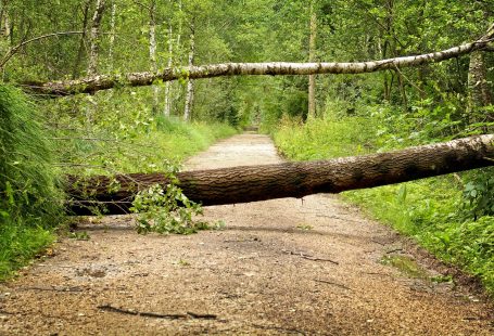 un albero caduto che blocca una strada di montagna a simboleggiare gli ostacoli che alcune persone trovano davanti a sé.