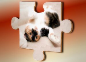 un pezzo di puzzle con la fotografia di un gatto