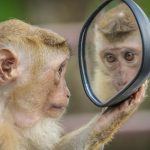 una scimmia che osserva la propria immagine riflessa in uno specchietto