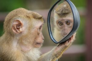 una scimmia che osserva la propria immagine riflessa in uno specchietto
